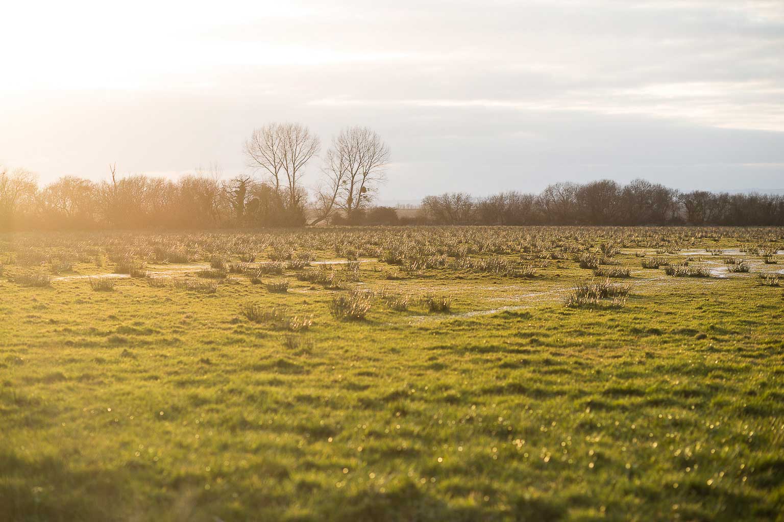 Flora and fauna of the Somerset Levels